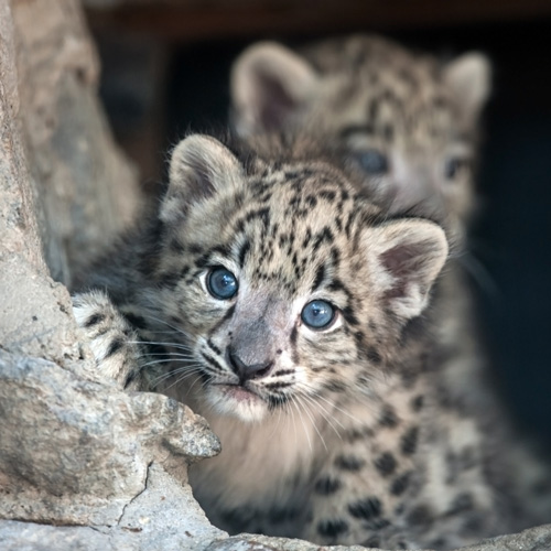 Naissances rares dans les zoos français / A2B1